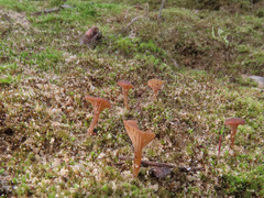Omphalina galericolor
