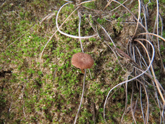 Omphalina galericolor