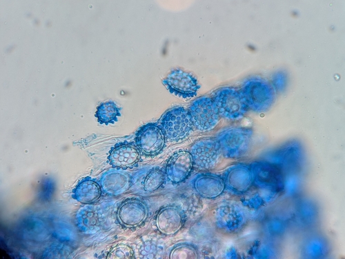 Genea sp. nov.