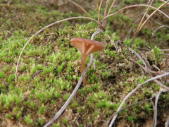 Omphalina galericolor