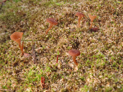 Omphalina galericolor