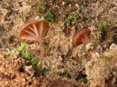 Omphalina galericolor