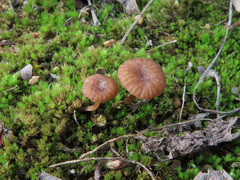 Omphalina galericolor