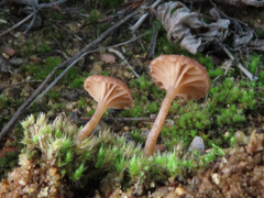 Omphalina galericolor