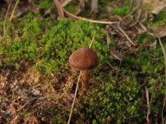 Inocybe tjallingiorum