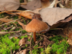 Inocybe tjallingiorum