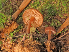 Inocybe tjallingiorum