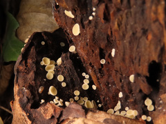 Hymenoscyphus serotinus