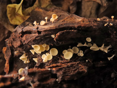 Hymenoscyphus serotinus