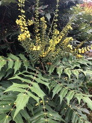 Berberis × hortensis
