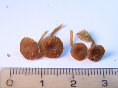 Omphalina galericolor