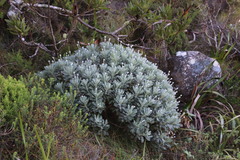 Euryops pectinatus pectinatus