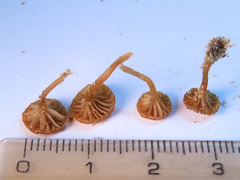 Omphalina galericolor