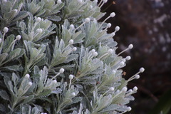 Euryops pectinatus pectinatus