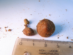 Inocybe tjallingiorum