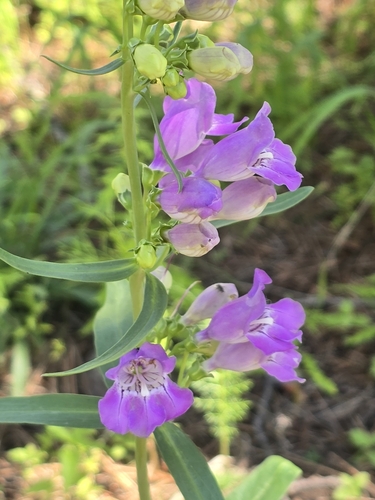 Penstemon neomexicanus, photograph 2