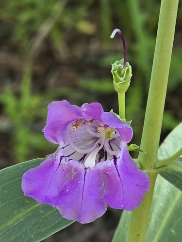 Penstemon neomexicanus, photograph 3