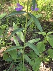 Penstemon neomexicanus, photograph (c) Alan Rockefeller, some rights reserved (CC BY)