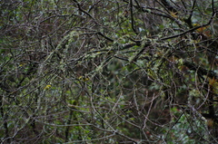 Myioborus melanocephalus