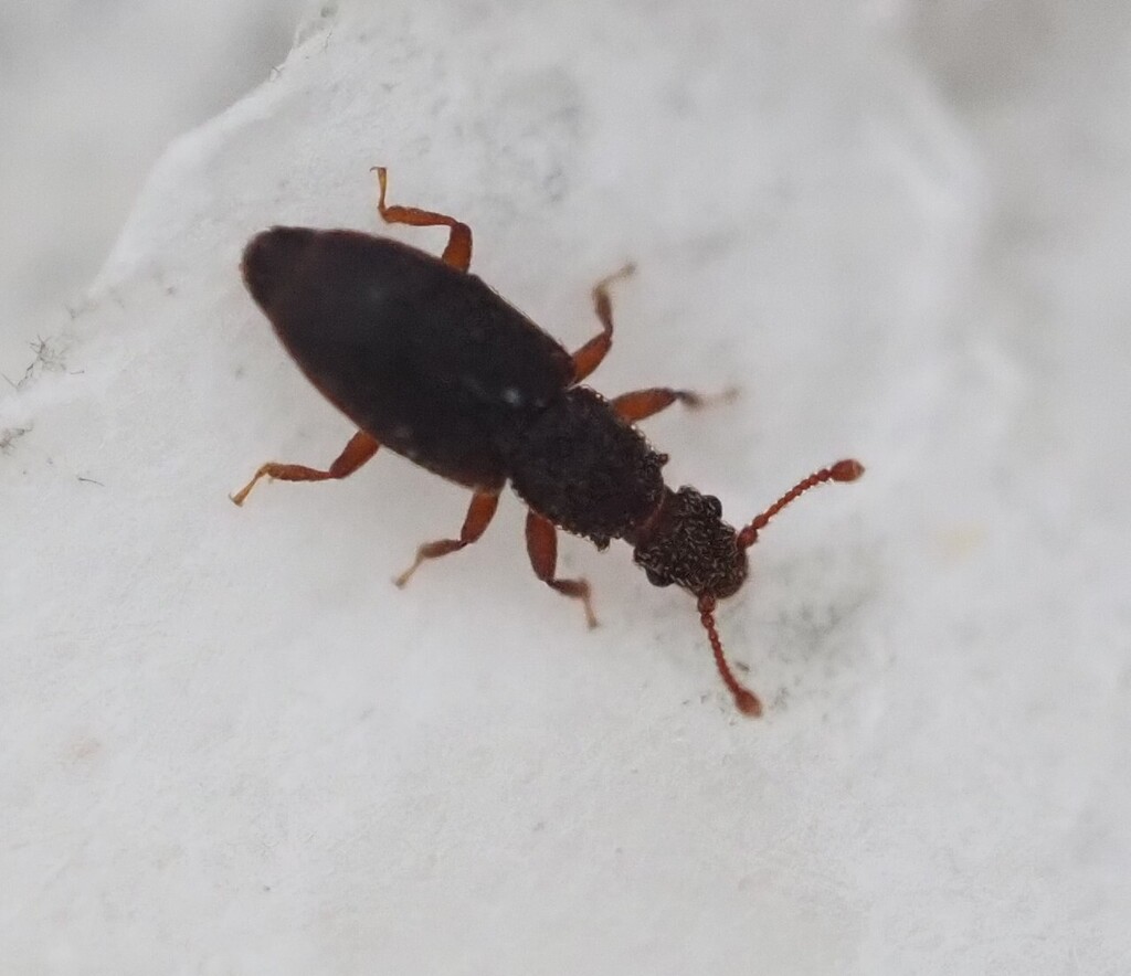 Monotoma johnsoni