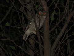 Megascops cooperi