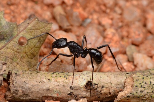 Rhytidoponera hilliRhytidoponera hilli
