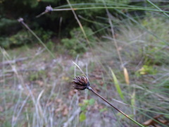 Schoenus nigricans