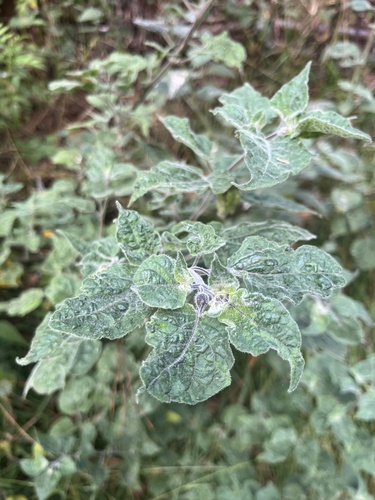 Physalis peruviana observed 2025-08-06