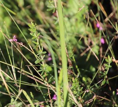 Indigofera filiformis