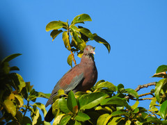 Patagioenas flavirostris