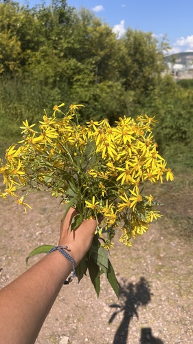 Alpine Ragwort