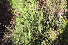 Indigofera filiformis