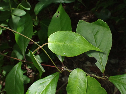 Cynanchum liukiuense iNat (2)