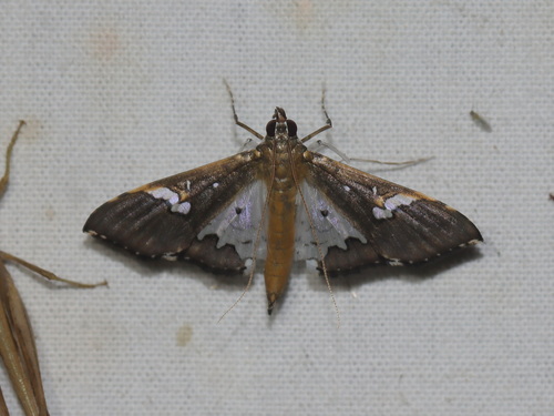 Maruca fuscalis