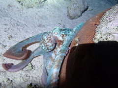 Octopus briareus