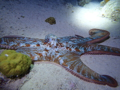 Octopus briareus