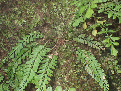 Polystichum yaeyamense iNat (1)
