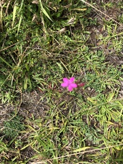 Dianthus armeria