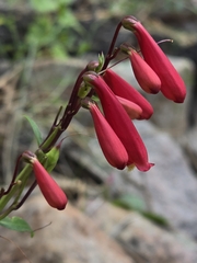 Penstemon cardinalis, photograph (c) Alan Rockefeller, some rights reserved (CC BY)