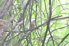 Pheugopedius genibarbis