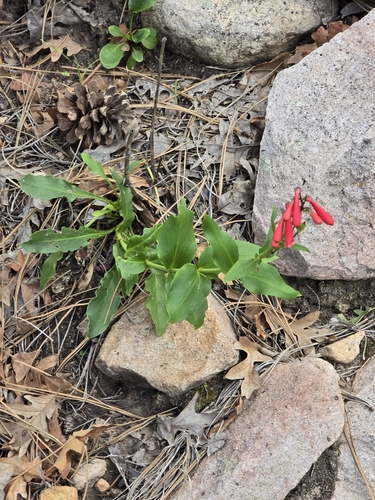 Penstemon cardinalis, photograph 6