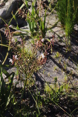 Trachyandra tabularis