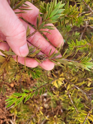 Melaleuca gnidioides observed 2025-08-07