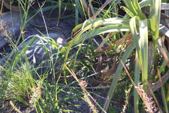 Trachyandra tabularis