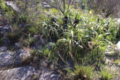 Trachyandra tabularis