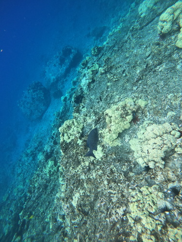 Kyphosus hawaiiensis observed 2025-08-06