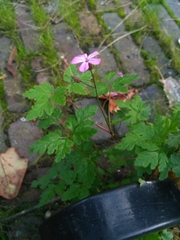 Geranium robertianum