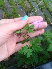 Geranium robertianum