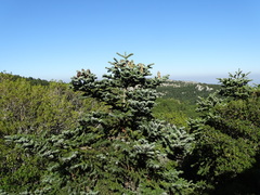 Abies cephalonica