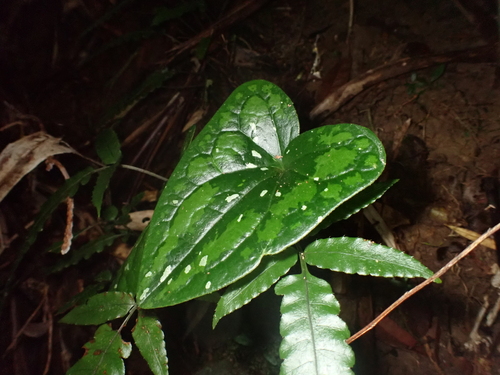Asarum dissitum iNat (3)